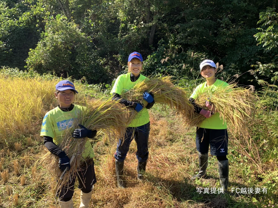 稲刈りをするFC越後妻有の選手