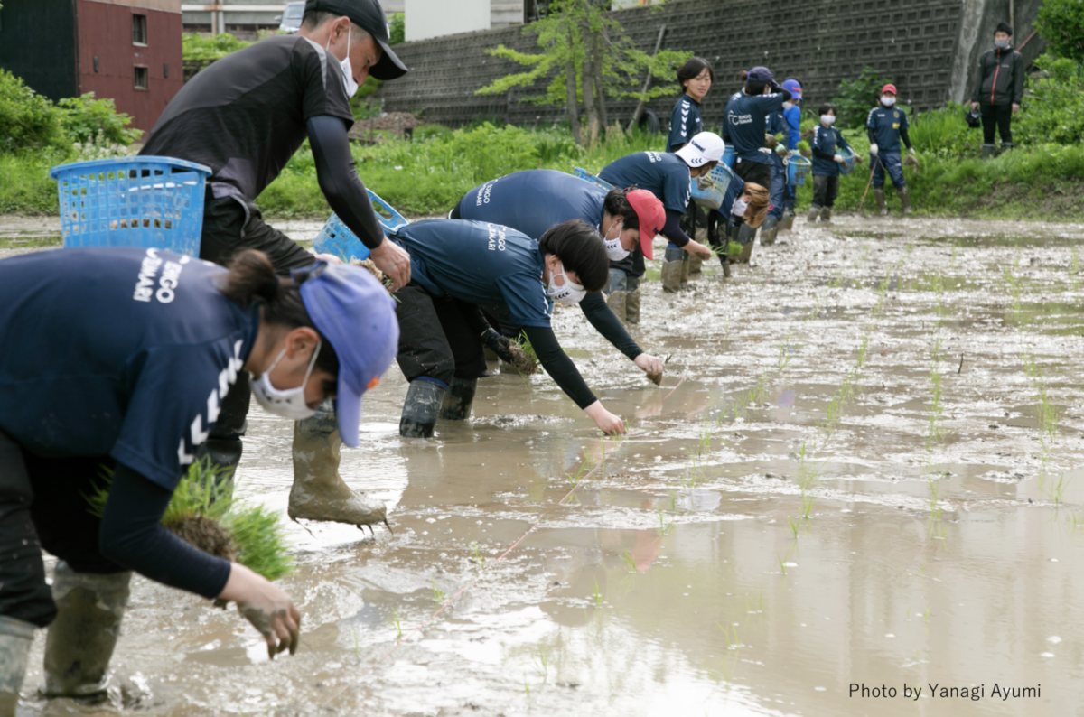 田植えをするFC越後妻有の選手