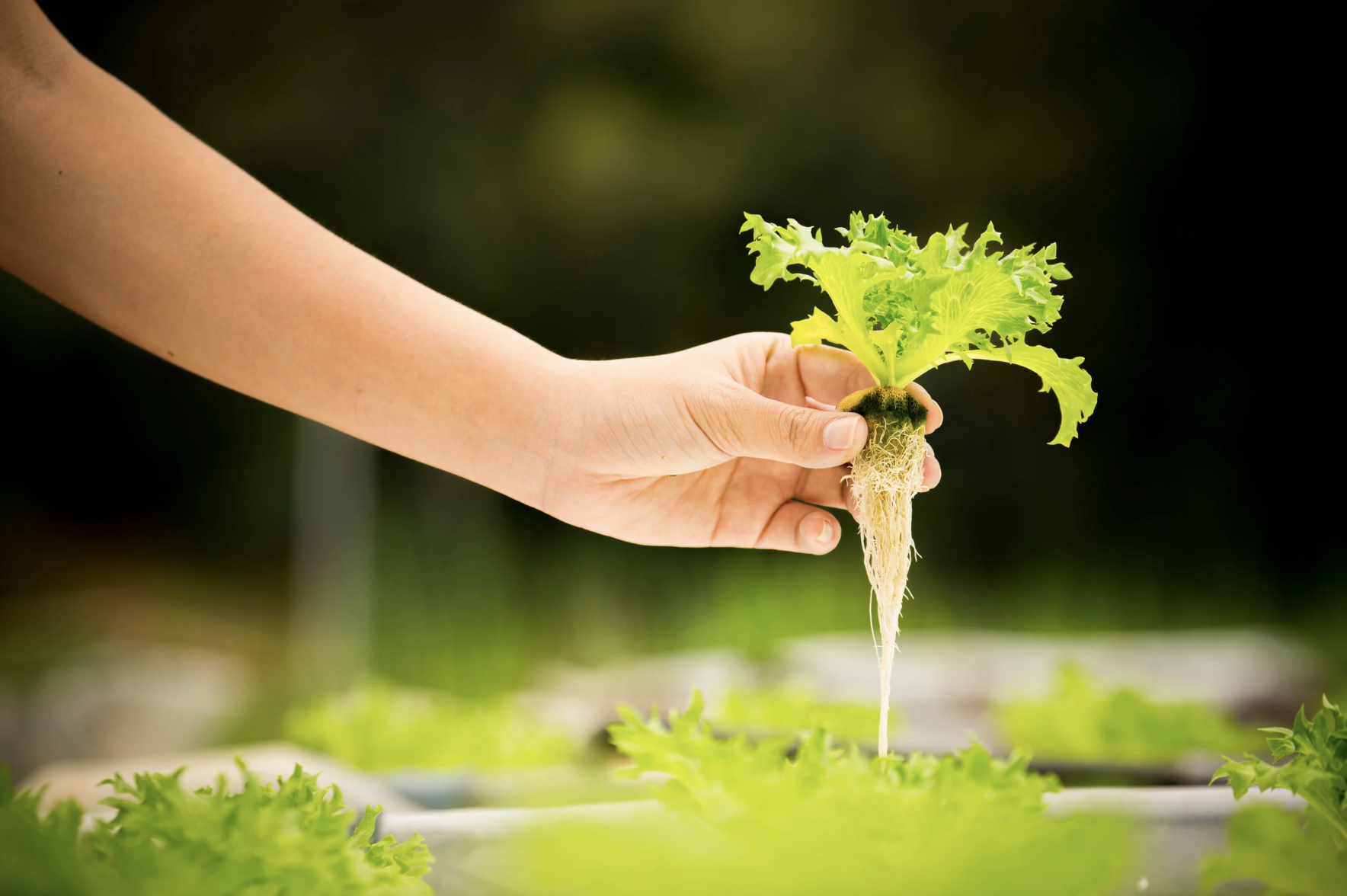  Career Options for Agricultural Majors-3.png